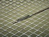 94 95 96 97 Toyota Celica OEM 7AFE Engine Oil Dipstick